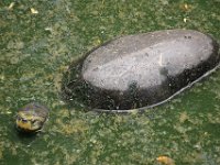 En grydeklar skildpadde