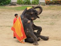 En siddende elefant