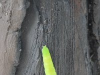 En lille grøn kinesisk larve