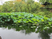 Grøn natur