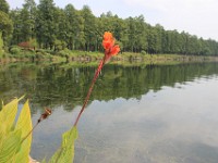 Beplantningnen var ok - East Lake