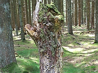 Træstub i Almindingen