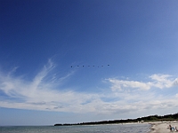 Fugletræk ved Balka strand.