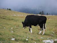 En Schweizisk sortbroget ko med koklokke