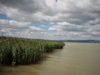 Balaton søens siv belagte breder.