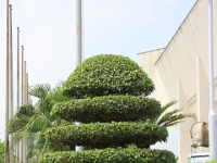 Smukt træ uden for Ho Chi Minh museet