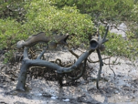 Nogle sjove fisk der gemmer sig i mangrove træerne
