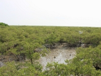 Mangrove  er en  række plantearter og -familier, som er tilpasset til at vokse i saltvand i tropiske og subtropiske kystområder
