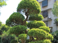 Et ret pæn træ (Shaoguan - Zhongshan parken)