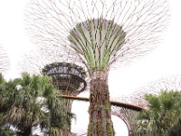 To af Supertræerne som er kunstige tårne ​​bygget til at ligne træer.Mellem de to træer ses OCBC Skyway.