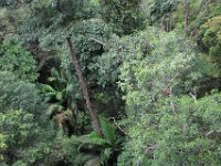 Superflot natur på Langur Way Canopy Walk