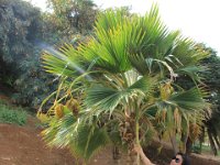 Så besøgte vi Palmetum - en botanisk have på 120.000 m² specialiseret i palmer.